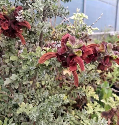 Salvia africana lutea