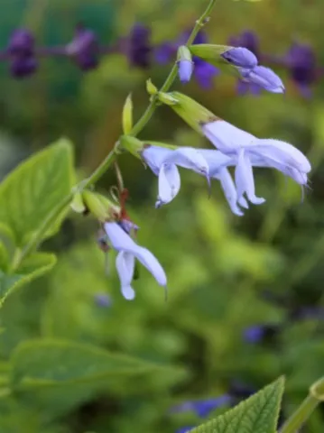 Salvia guaranitica 'Argentina skies'