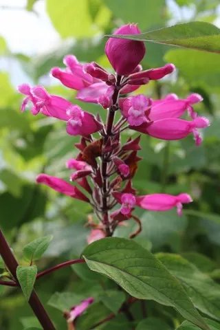 salvia involucrata bethelii