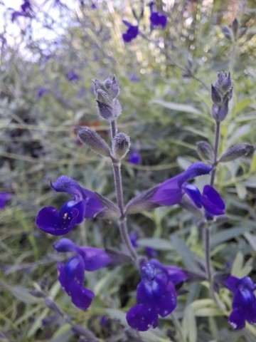 salvia 'Nachtvlinder'