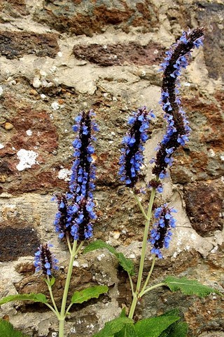Salvia congestiflora