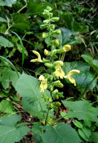salvia glutinosa