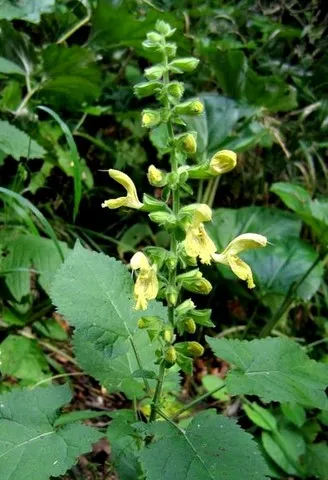 salvia glutinosa
