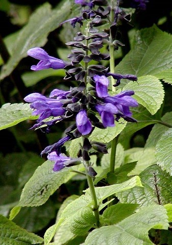 salvia guaranitica