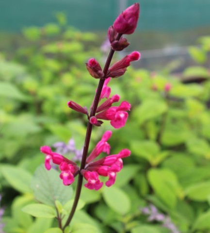 Salvia 'Mulberry Jam'