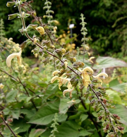 salvia nubicola