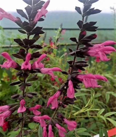 Salvia 'Pink Amistad'