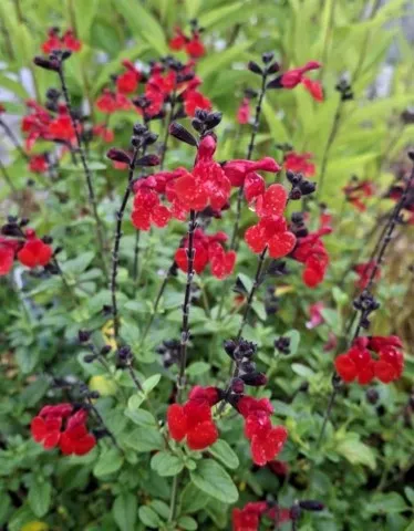 Salvia microphylla 'Royal Bumble'