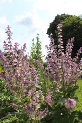 Salvia sclarea var. turkestanica