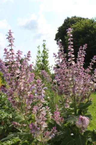 Salvia sclarea var. turkestanica