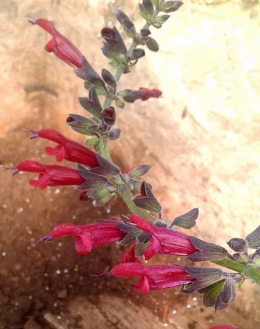 salvia sebastian