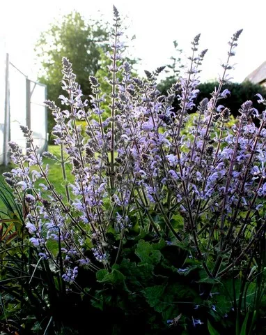 Salvia shangri la