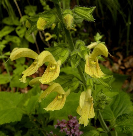 salvia glutinosa