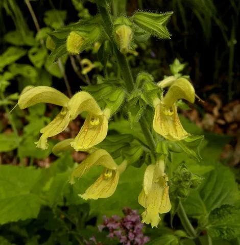 salvia glutinosa