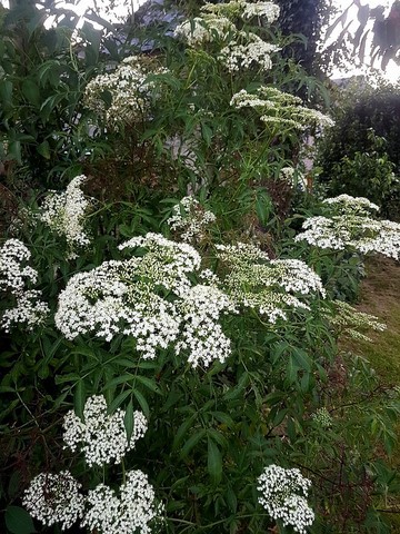 sambucus hookeri