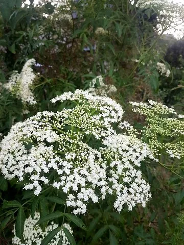 sambucus hookeri
