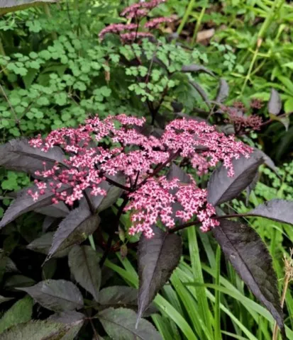 Sambucus nigra 'Thundercloud'