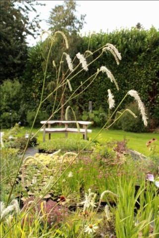Sanguisorba 'All time High'