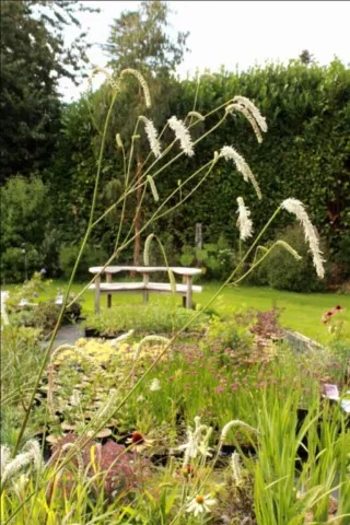 Sanguisorba 'All time High'