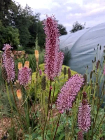 Sanguisorba 'Blackthorn'