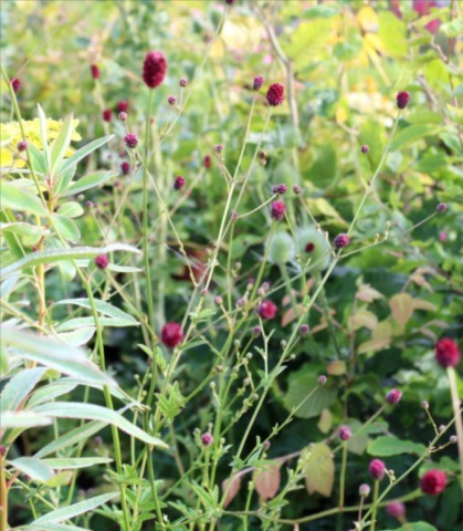 Sanguisorba officinalis 'CCC'