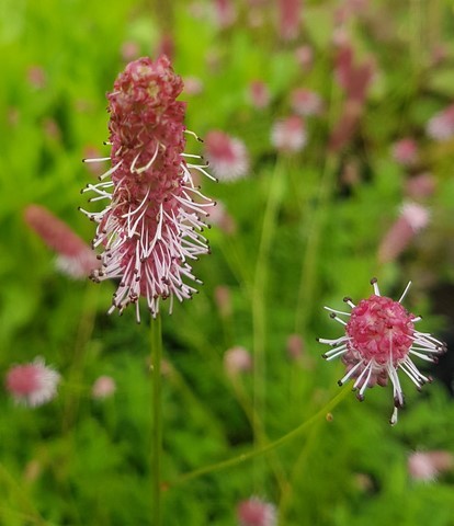 sanguisorba pink tanna