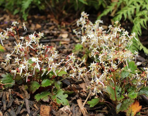 saxifraga rokujo