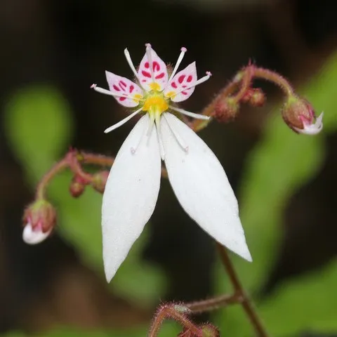 saxifraga stolonifera kinki purple