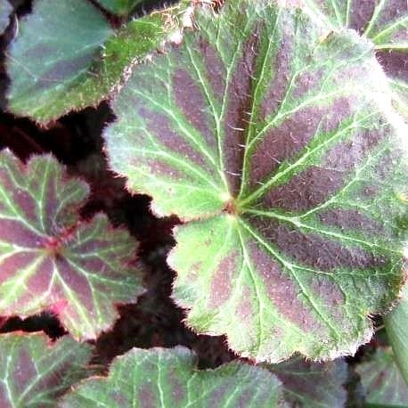 saxifraga stolonifera kinki purple