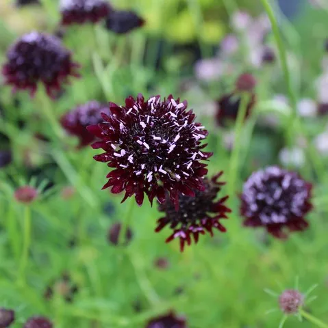 SCABIOSA CHILE BLACK
