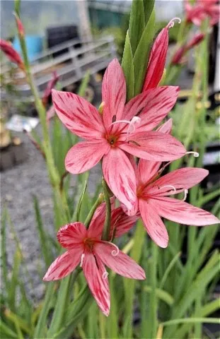 Schizostylis 'Pink Butterflies'