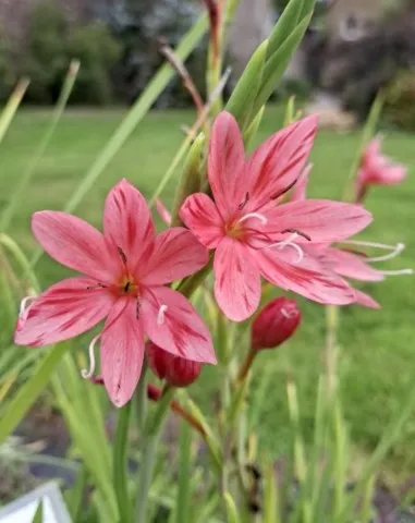 Schizostylis 'Pink Butterflies'