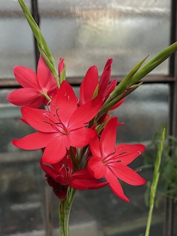 schizostylis rouge