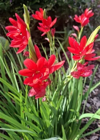 Schizostylis coccinea 'Major'