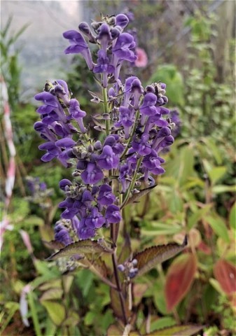 Scutellaria incana