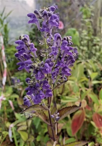 Scutellaria incana