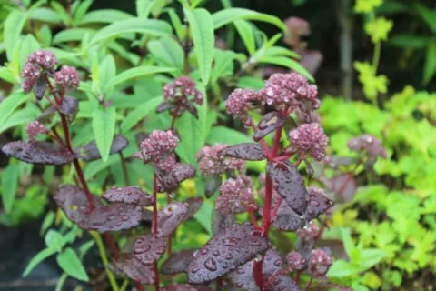 Sedum 'Belgian Chocolate'