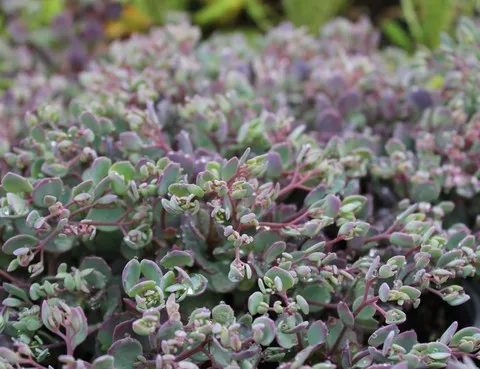 sedum lidakense