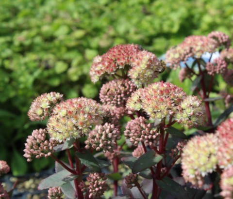 Sedum 'Moonlight Serenade'