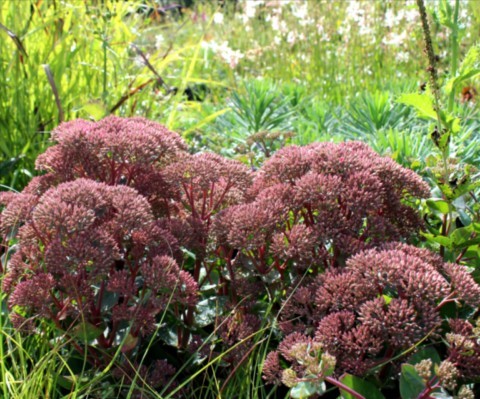 Sedum 'Thunderhead'