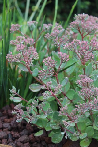 Sedum Vera Jameson
