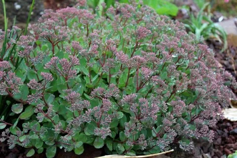 Sedum Vera Jameson