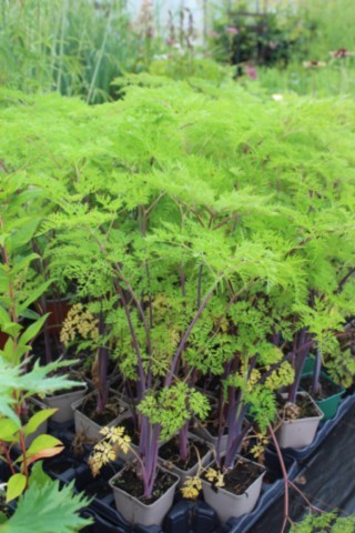 SELINUM WALLICHIANUM