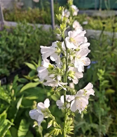 Sidalcea candida 'bianca' 