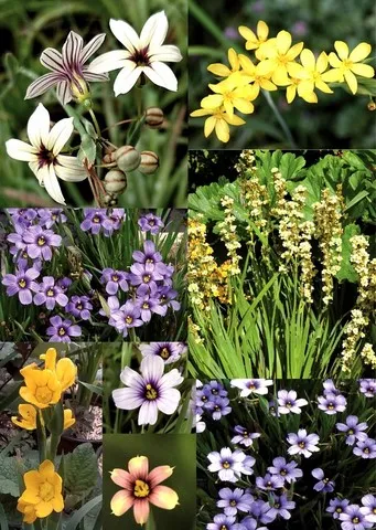 sisyrinchium collection