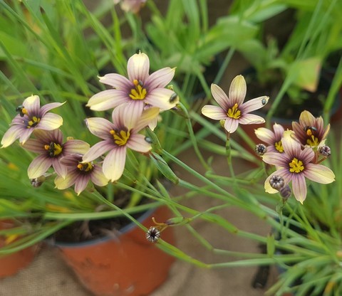 Sisyrinchium Biscutella