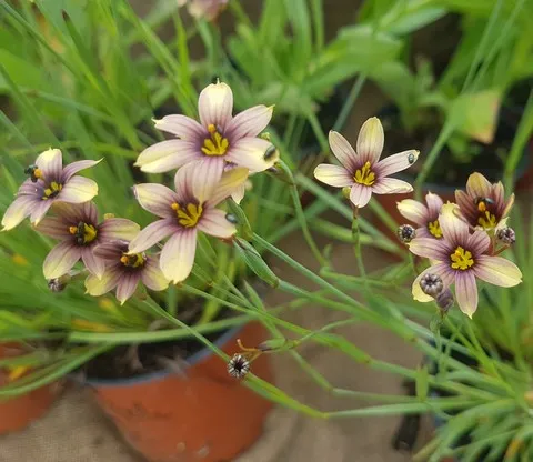 Sisyrinchium Biscutella