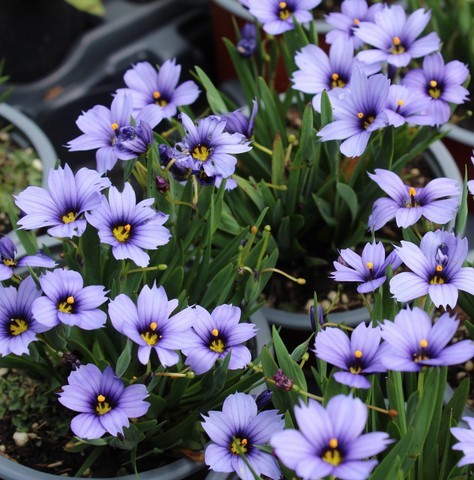 SISYRINCHIUM DEVON SKIES