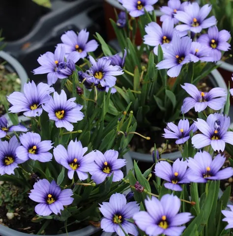 SISYRINCHIUM DEVON SKIES