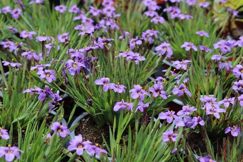 SISYRINCHIUM  EK BALLS